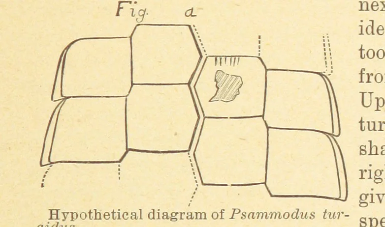 An illustration from Geological Survey of Illinois. A. H. Worthen, Director, 1866, leaf 217