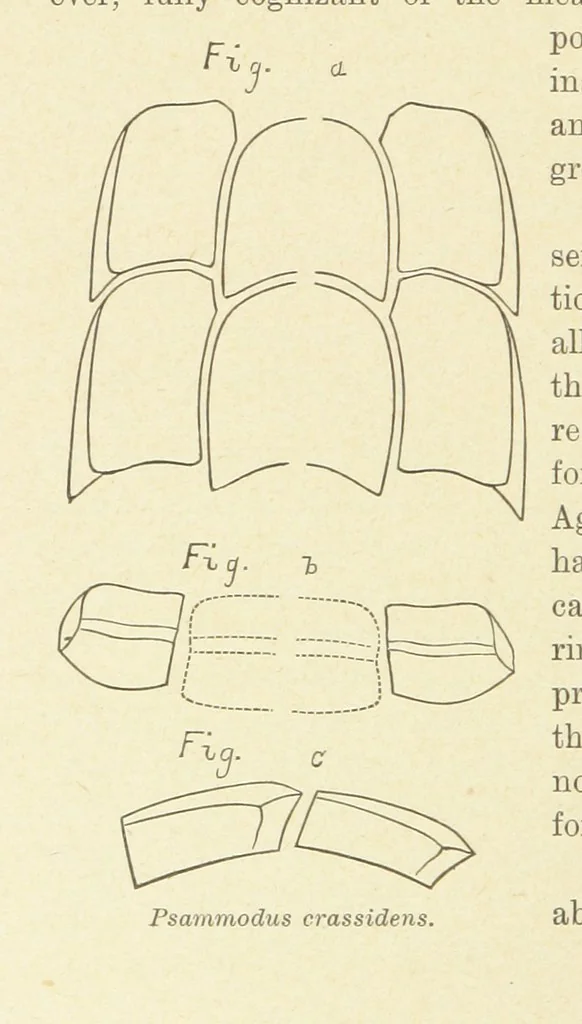 An illustration from Geological Survey of Illinois. A. H. Worthen, Director, 1866, leaf 230