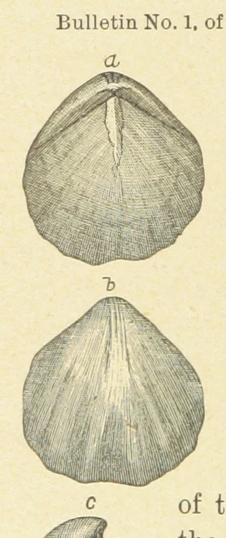 An illustration from Geological Survey of Illinois. A. H. Worthen, Director, 1866, leaf 328