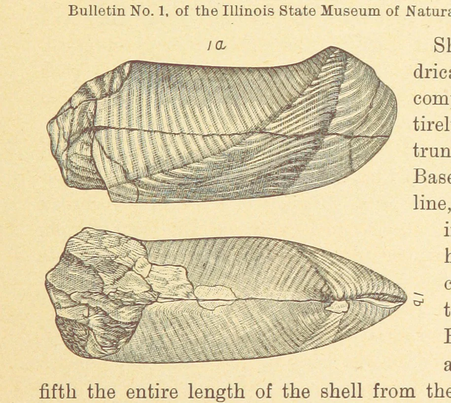 An illustration from Geological Survey of Illinois. A. H. Worthen, Director, 1866, leaf 329