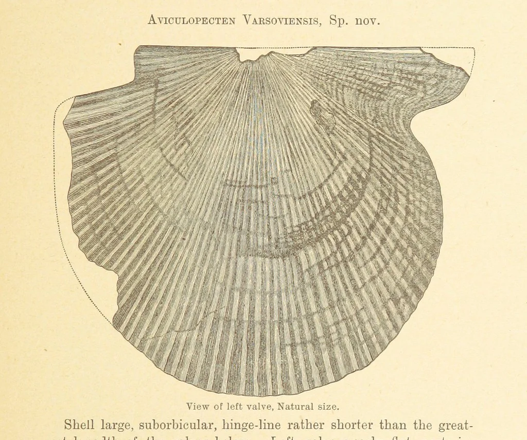 An illustration from Geological Survey of Illinois. A. H. Worthen, Director, 1866, leaf 331
