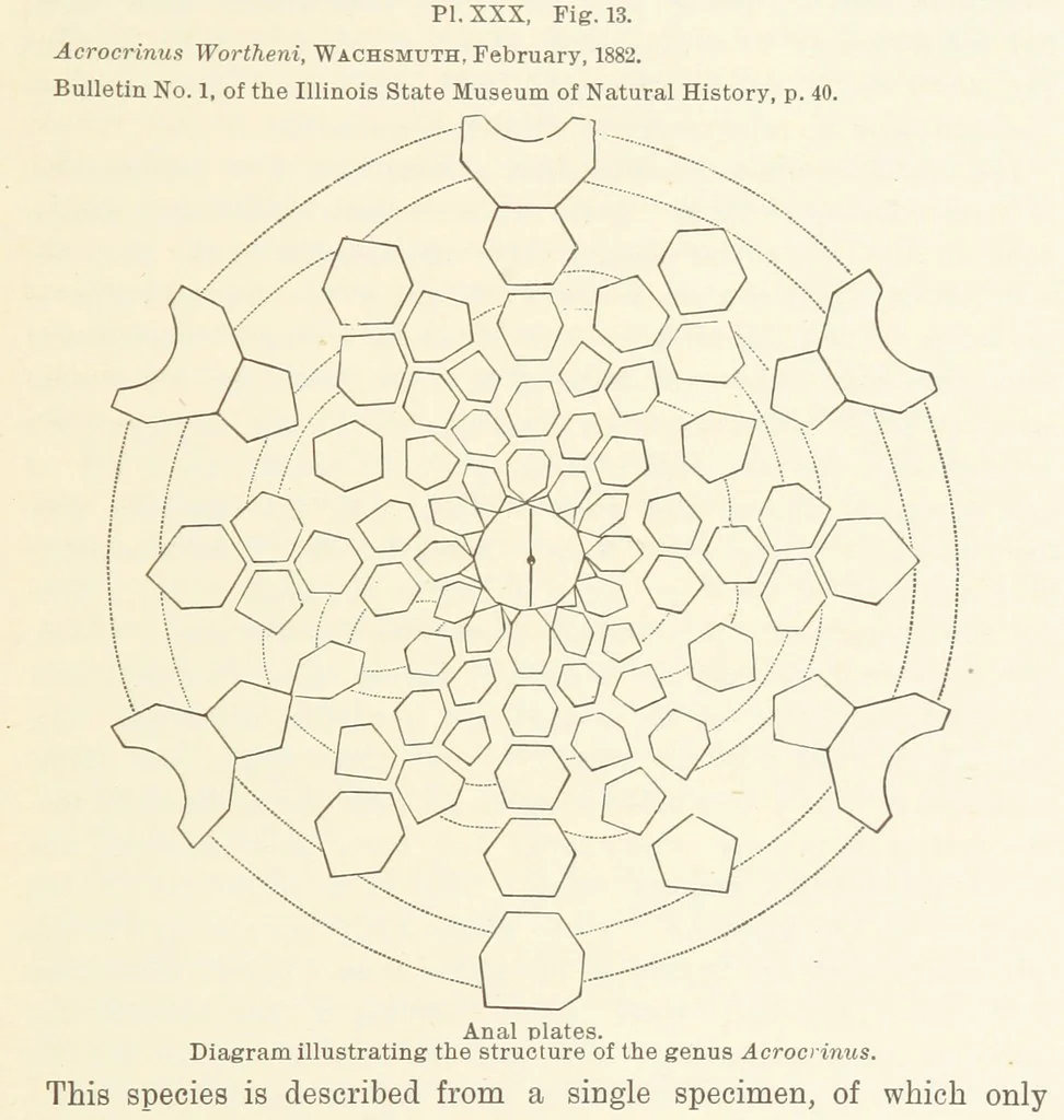 An illustration from Geological Survey of Illinois. A. H. Worthen, Director, 1866, leaf 353