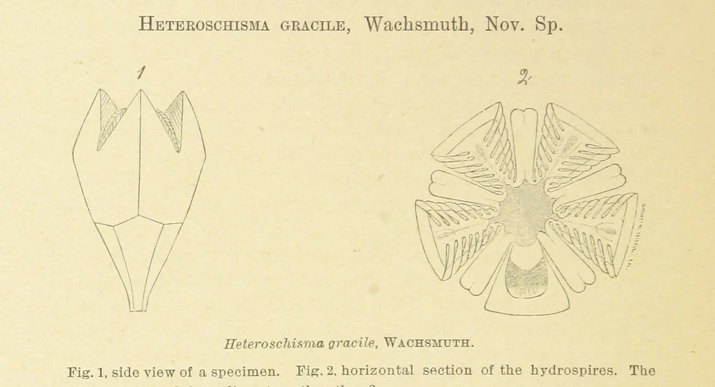 An illustration from Geological Survey of Illinois. A. H. Worthen, Director, 1866, leaf 364