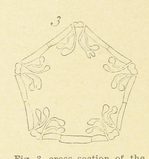 An illustration from Geological Survey of Illinois. A. H. Worthen, Director, 1866, leaf 368