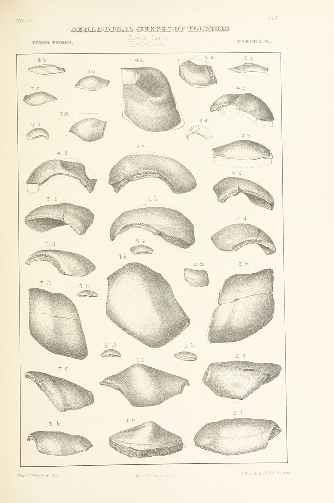An illustration from Geological Survey of Illinois. A. H. Worthen, Director, 1866, leaf 389