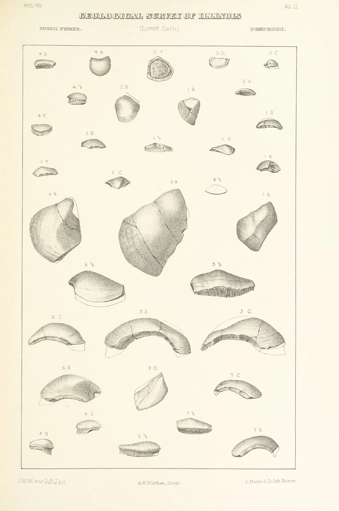 An illustration from Geological Survey of Illinois. A. H. Worthen, Director, 1866, leaf 391