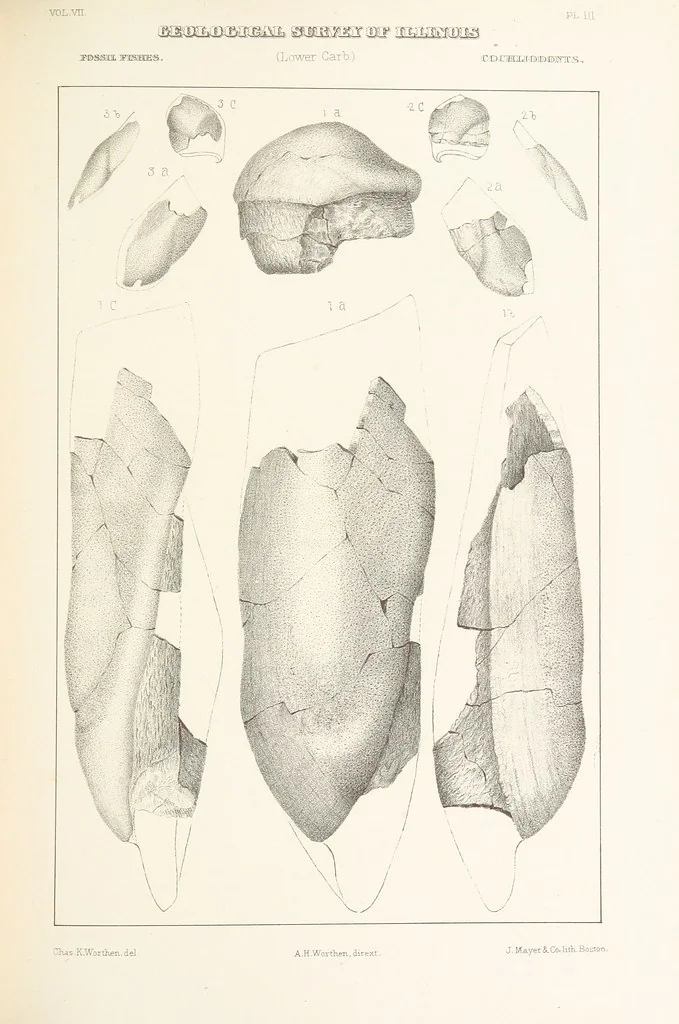 An illustration from Geological Survey of Illinois. A. H. Worthen, Director, 1866, leaf 395
