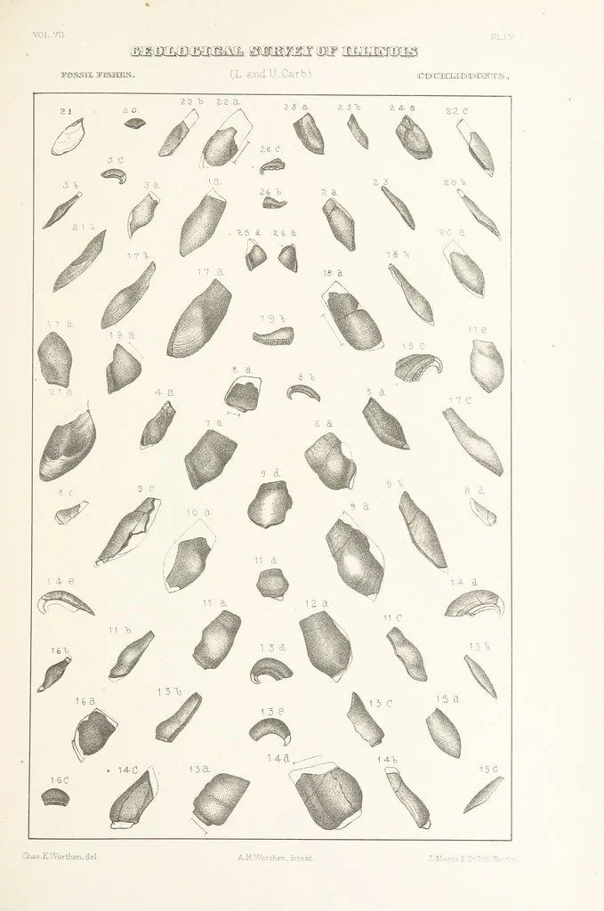 An illustration from Geological Survey of Illinois. A. H. Worthen, Director, 1866, leaf 399