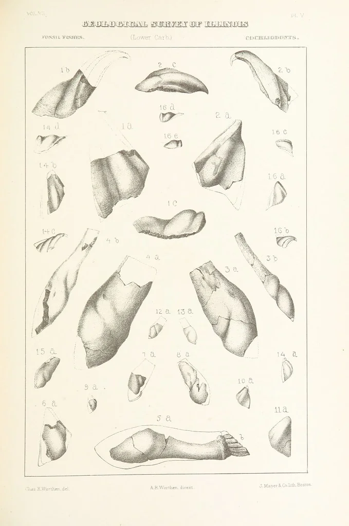 An illustration from Geological Survey of Illinois. A. H. Worthen, Director, 1866, leaf 403