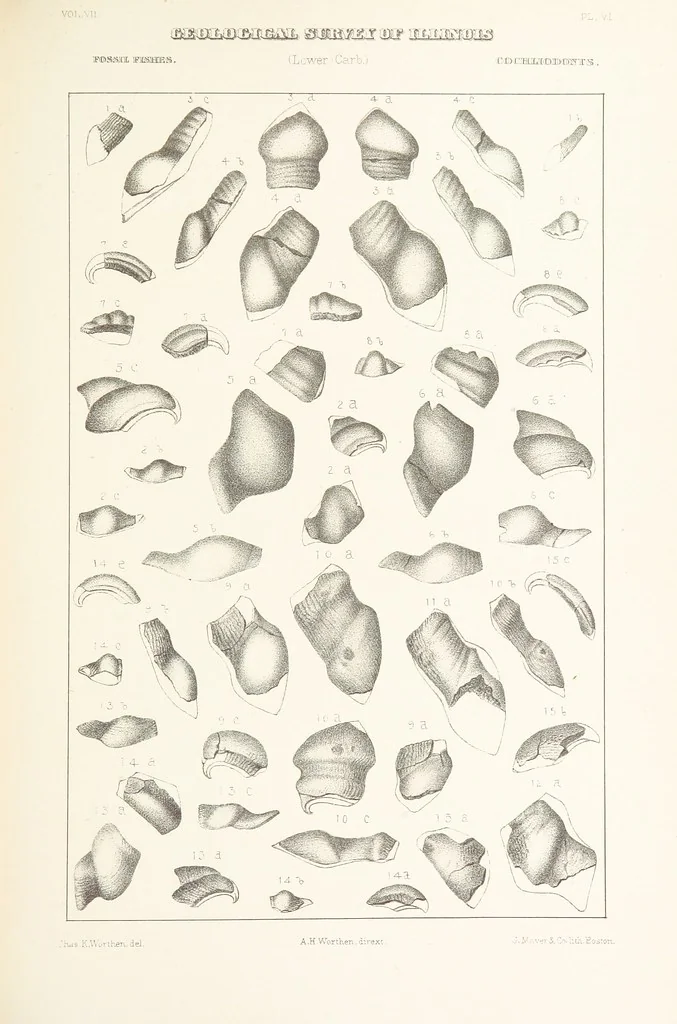 An illustration from Geological Survey of Illinois. A. H. Worthen, Director, 1866, leaf 407