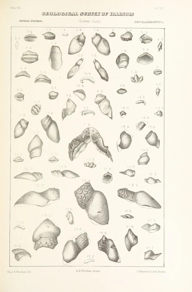 An illustration from Geological Survey of Illinois. A. H. Worthen, Director, 1866, leaf 411