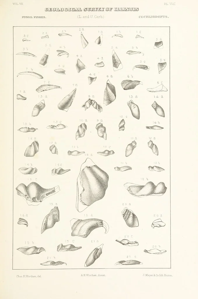 An illustration from Geological Survey of Illinois. A. H. Worthen, Director, 1866, leaf 415