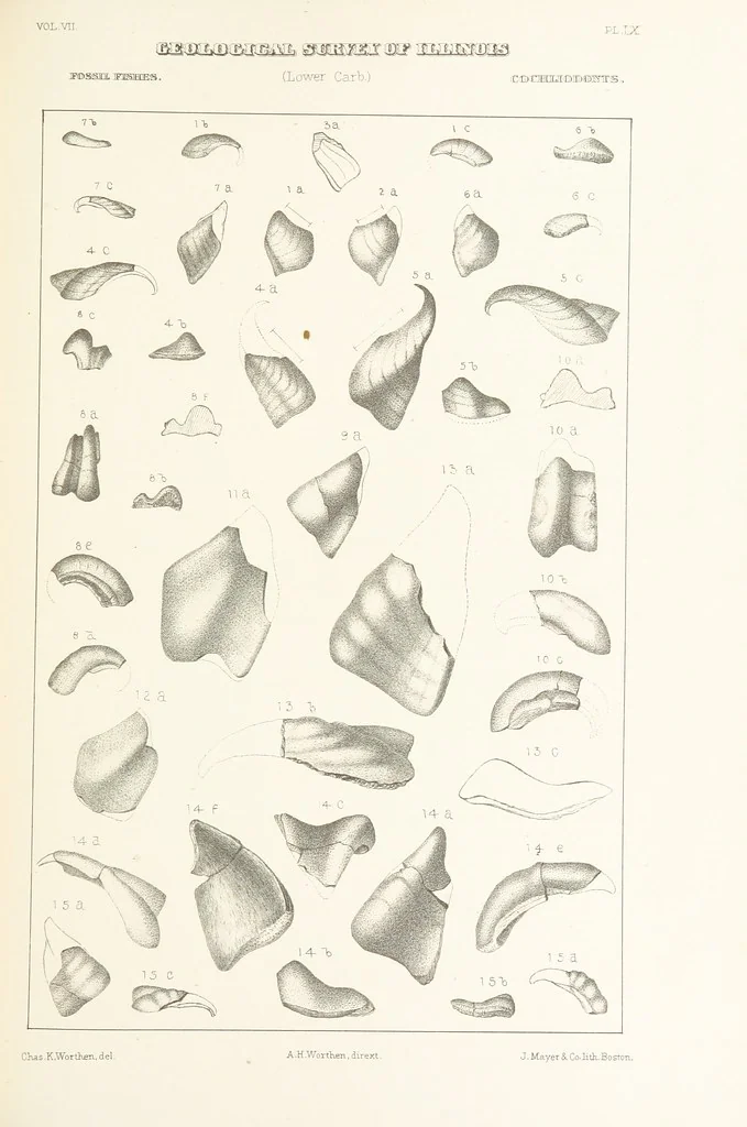 An illustration from Geological Survey of Illinois. A. H. Worthen, Director, 1866, leaf 419