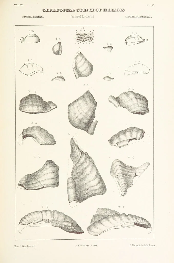 An illustration from Geological Survey of Illinois. A. H. Worthen, Director, 1866, leaf 423
