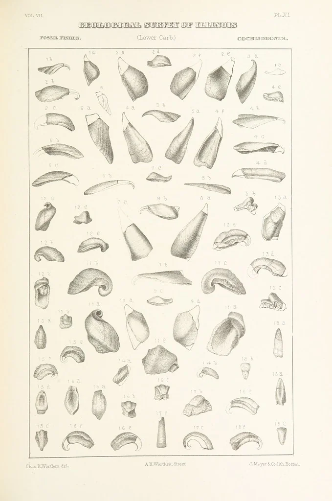 An illustration from Geological Survey of Illinois. A. H. Worthen, Director, 1866, leaf 427