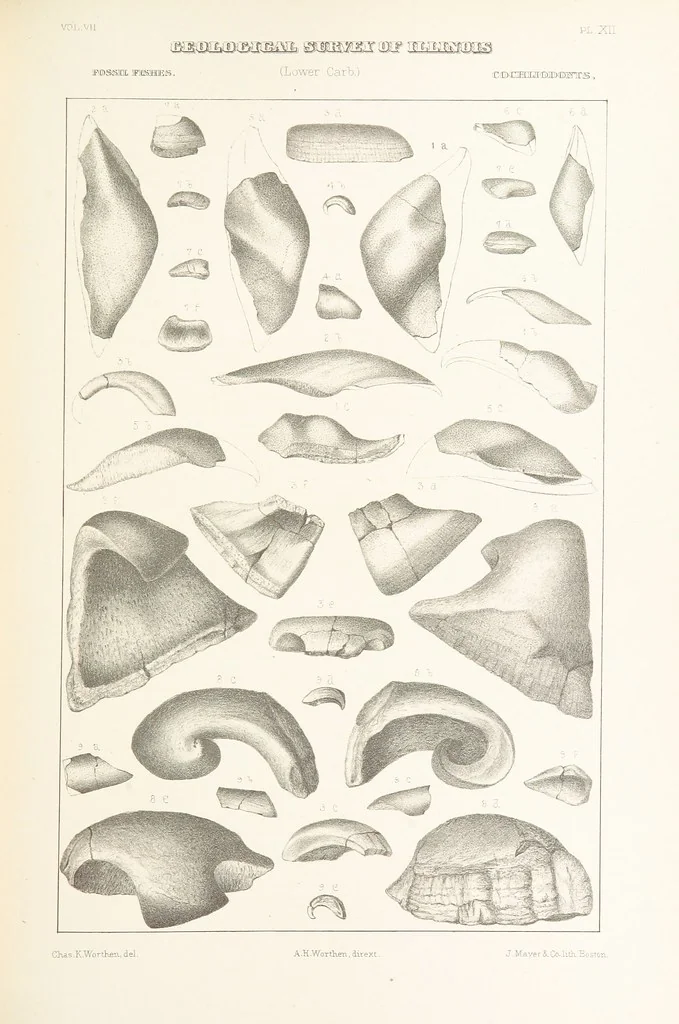 An illustration from Geological Survey of Illinois. A. H. Worthen, Director, 1866, leaf 431