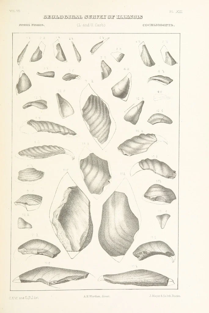 An illustration from Geological Survey of Illinois. A. H. Worthen, Director, 1866, leaf 435