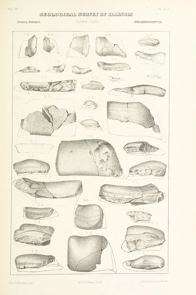 An illustration from Geological Survey of Illinois. A. H. Worthen, Director, 1866, leaf 439