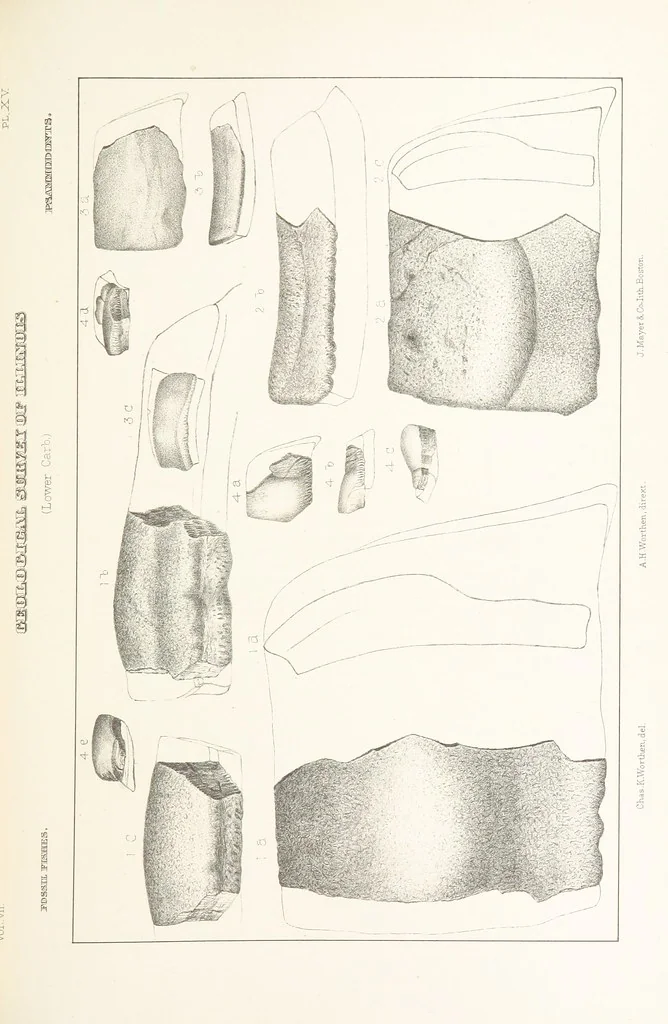 An illustration from Geological Survey of Illinois. A. H. Worthen, Director, 1866, leaf 443