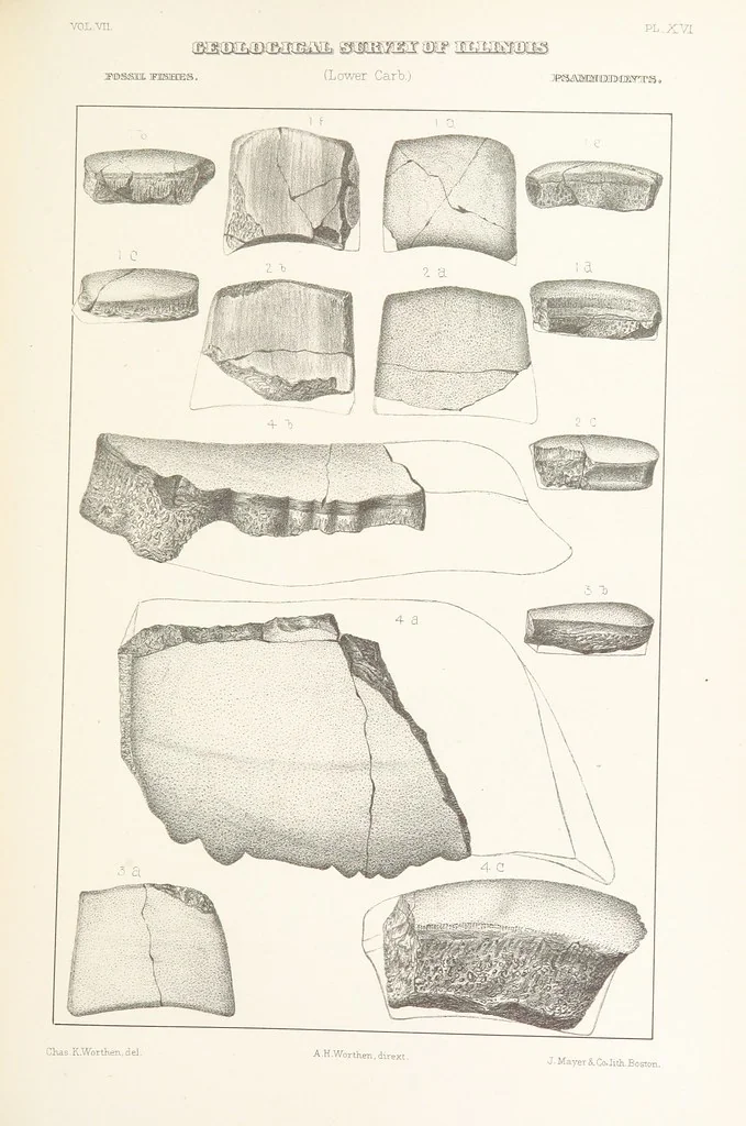 An illustration from Geological Survey of Illinois. A. H. Worthen, Director, 1866, leaf 447