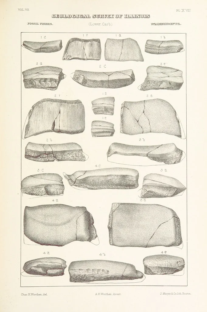 An illustration from Geological Survey of Illinois. A. H. Worthen, Director, 1866, leaf 451