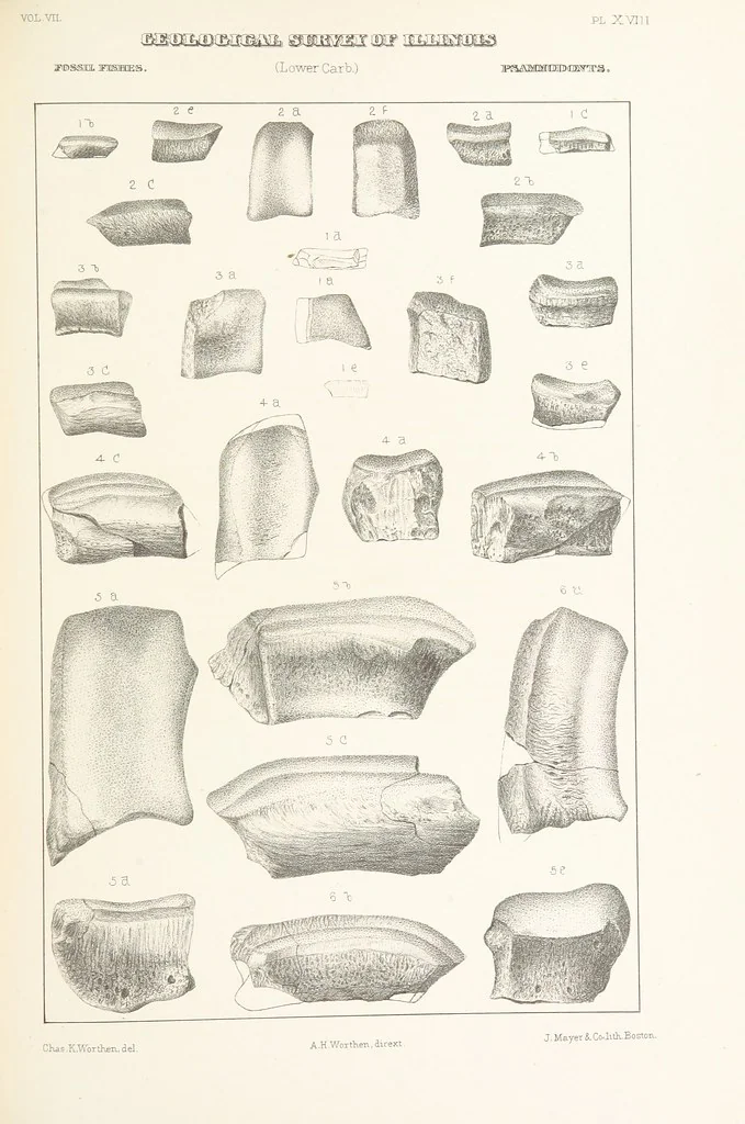 An illustration from Geological Survey of Illinois. A. H. Worthen, Director, 1866, leaf 455