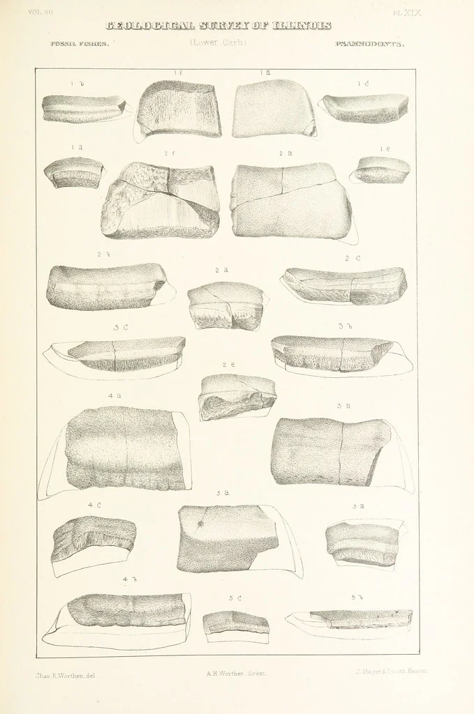 An illustration from Geological Survey of Illinois. A. H. Worthen, Director, 1866, leaf 459