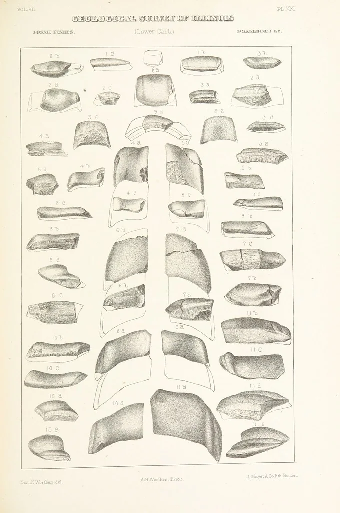 An illustration from Geological Survey of Illinois. A. H. Worthen, Director, 1866, leaf 463