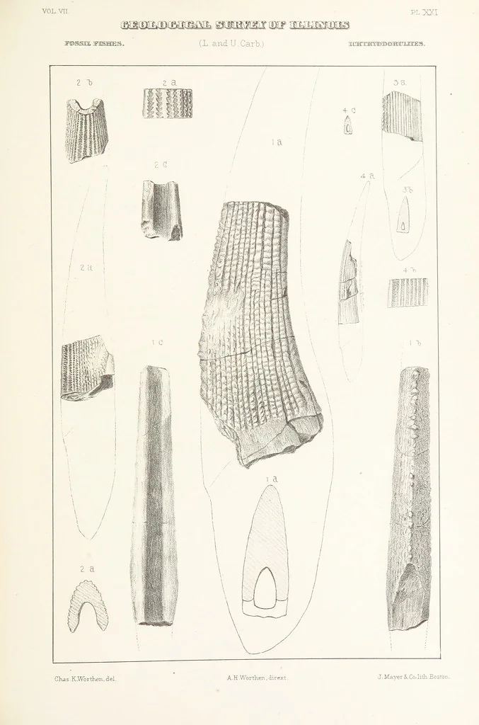 An illustration from Geological Survey of Illinois. A. H. Worthen, Director, 1866, leaf 467