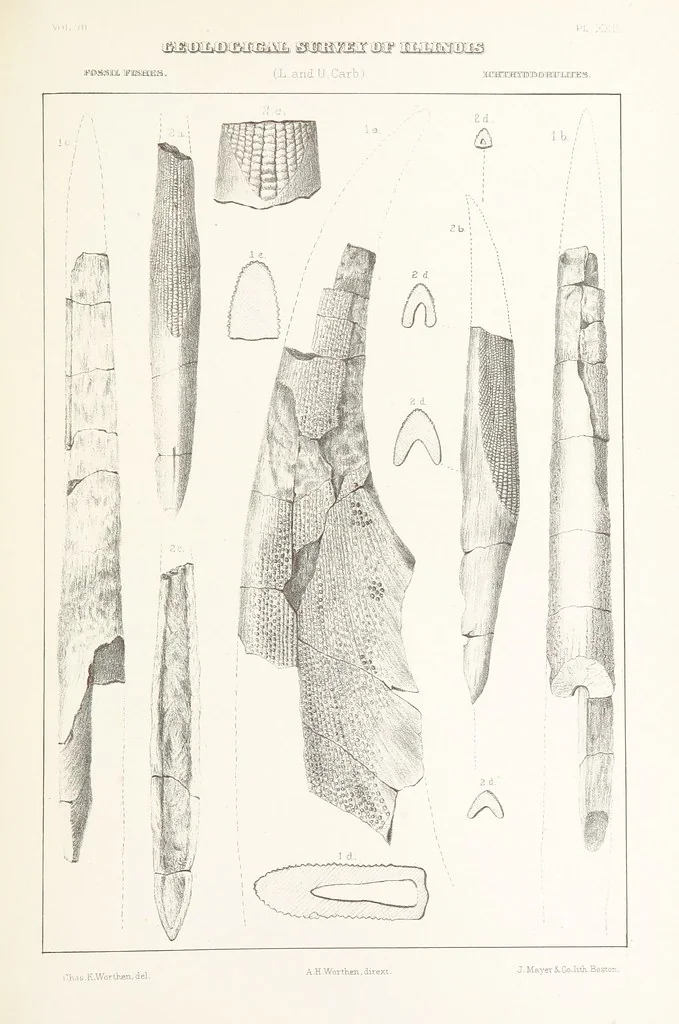 An illustration from Geological Survey of Illinois. A. H. Worthen, Director, 1866, leaf 471