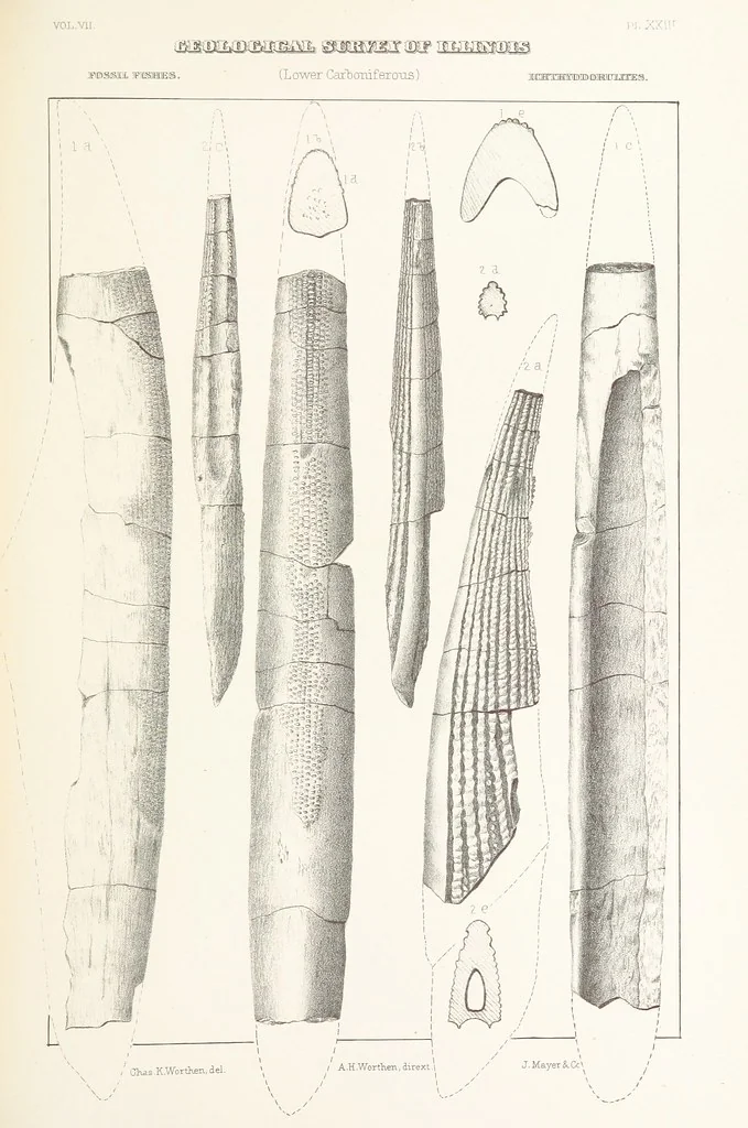 An illustration from Geological Survey of Illinois. A. H. Worthen, Director, 1866, leaf 475