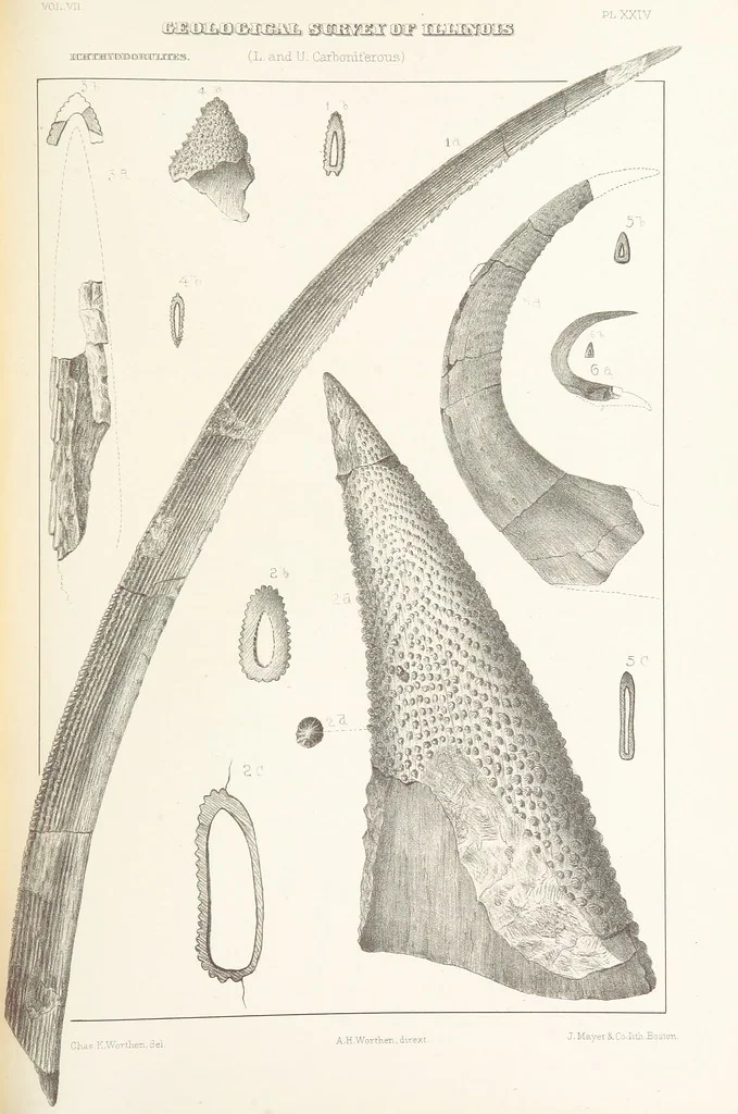 An illustration from Geological Survey of Illinois. A. H. Worthen, Director, 1866, leaf 479