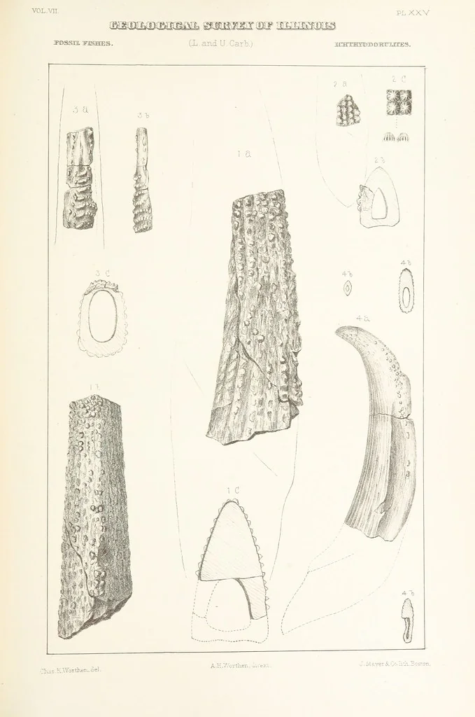An illustration from Geological Survey of Illinois. A. H. Worthen, Director, 1866, leaf 483