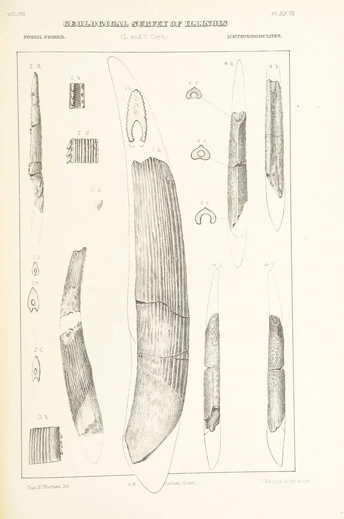 An illustration from Geological Survey of Illinois. A. H. Worthen, Director, 1866, leaf 487