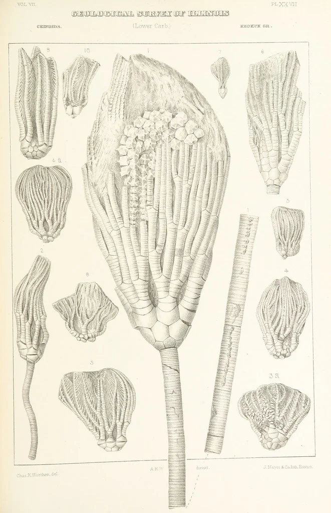 An illustration from Geological Survey of Illinois. A. H. Worthen, Director, 1866, leaf 491
