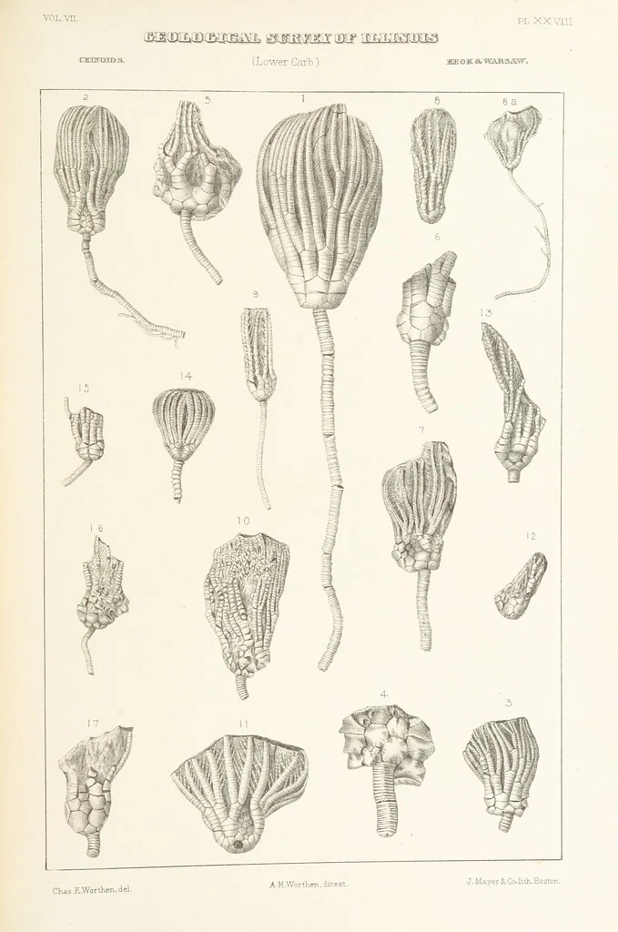 An illustration from Geological Survey of Illinois. A. H. Worthen, Director, 1866, leaf 495