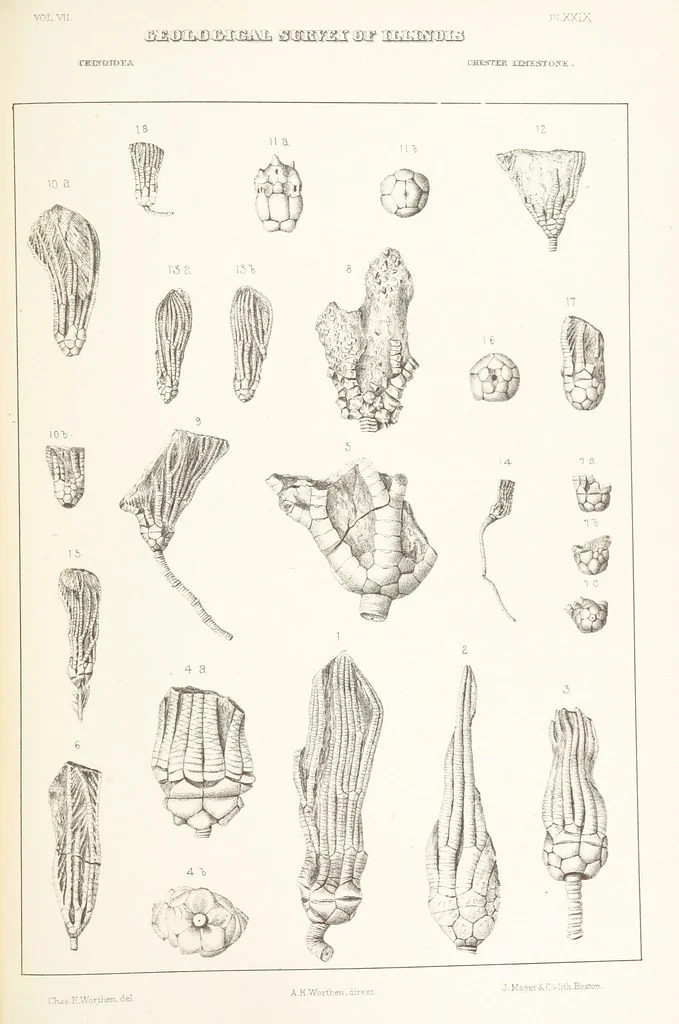 An illustration from Geological Survey of Illinois. A. H. Worthen, Director, 1866, leaf 499