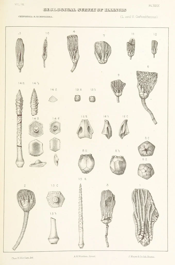 An illustration from Geological Survey of Illinois. A. H. Worthen, Director, 1866, leaf 503