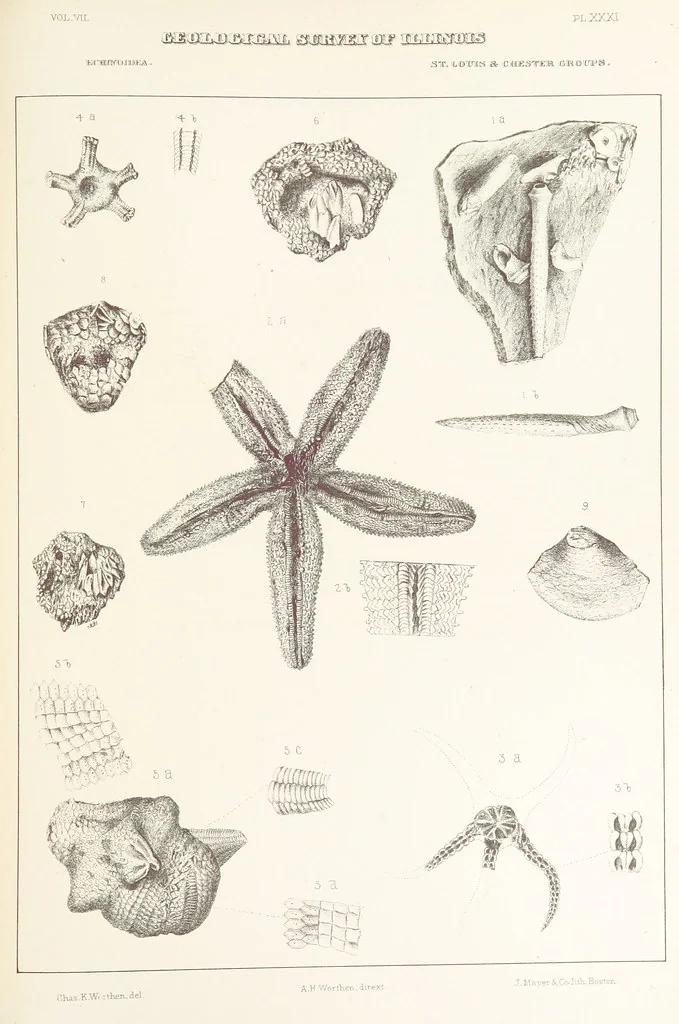 An illustration from Geological Survey of Illinois. A. H. Worthen, Director, 1866, leaf 507