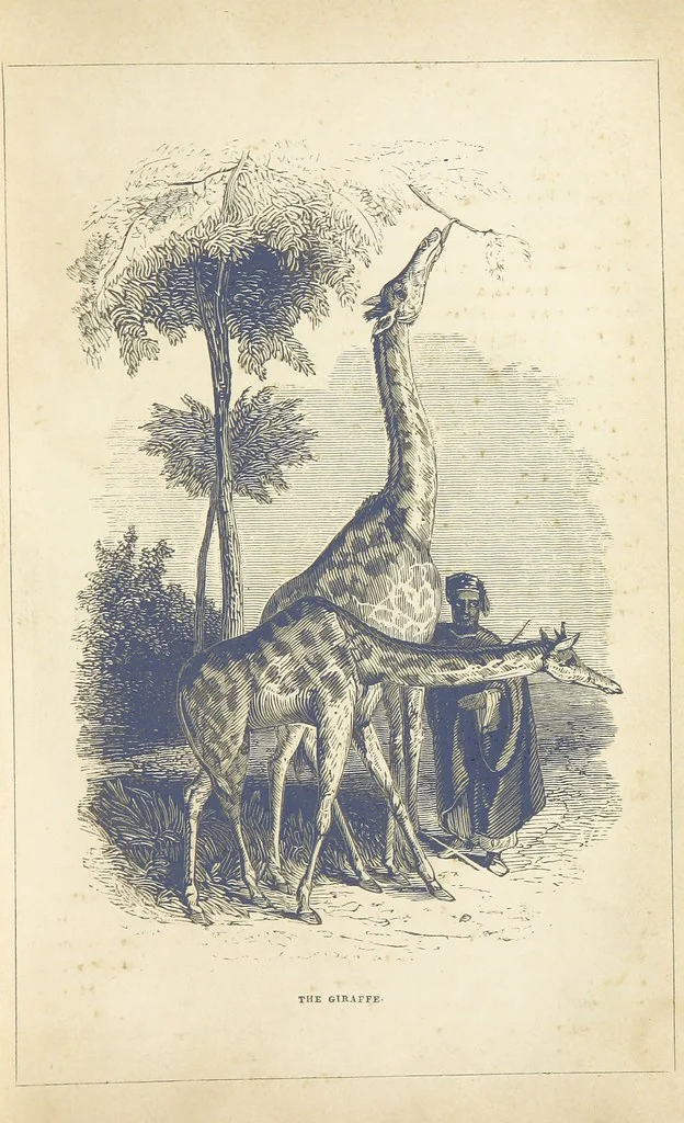 An illustration from The Wonders of the World. In nature, art & mind. Edited by H. Ince ... & Robert Mudie, etc, 1855, leaf 135