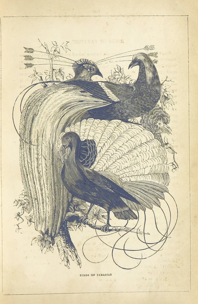 An illustration from The Wonders of the World. In nature, art & mind. Edited by H. Ince ... & Robert Mudie, etc, 1855, leaf 163