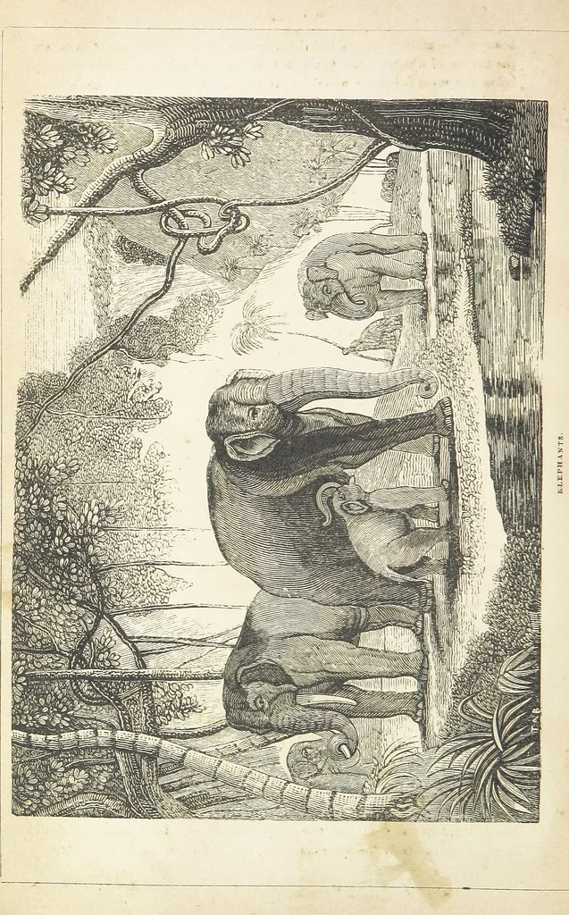 An illustration from The Wonders of the World. In nature, art & mind. Edited by H. Ince ... & Robert Mudie, etc, 1855, leaf 218