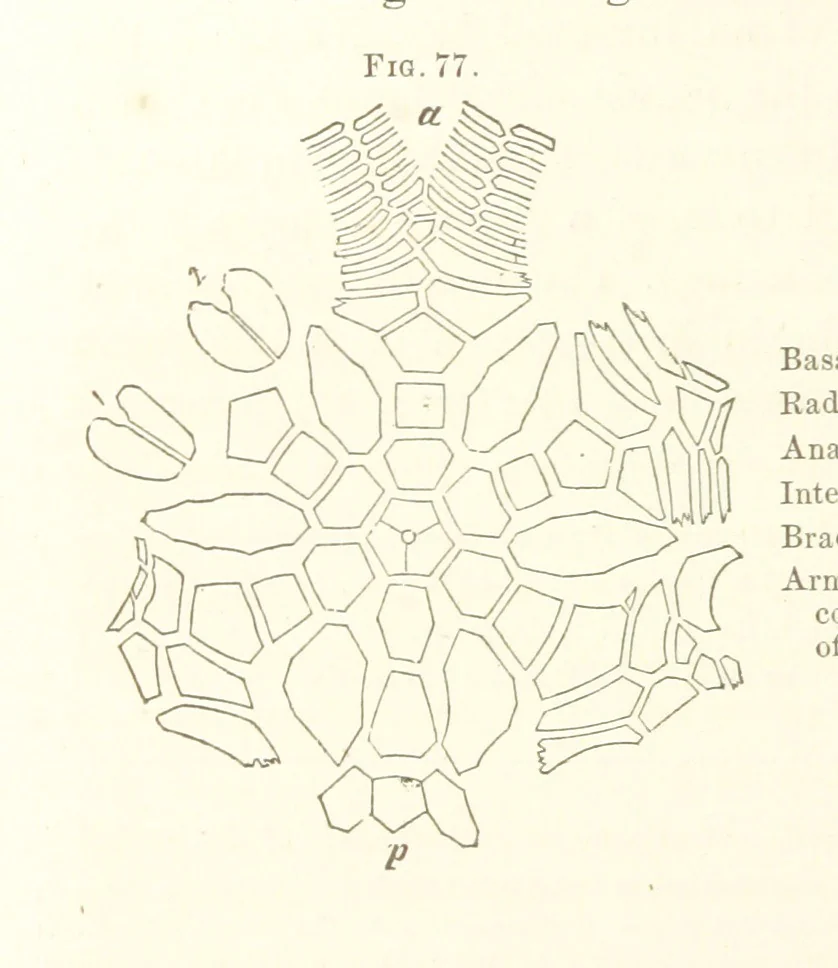 An illustration from Report on the Geological Survey of Iowa. By J. Hall, J. D. Whitney. [With maps.] vol. 1, 1858, leaf 102