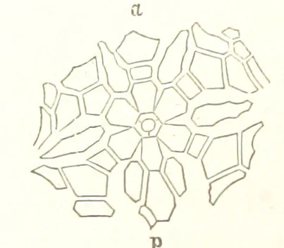 An illustration from Report on the Geological Survey of Iowa. By J. Hall, J. D. Whitney. [With maps.] vol. 1, 1858, leaf 104
