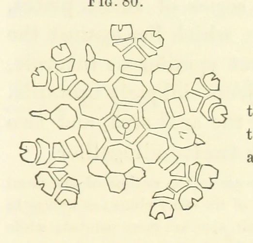 An illustration from Report on the Geological Survey of Iowa. By J. Hall, J. D. Whitney. [With maps.] vol. 1, 1858, leaf 109