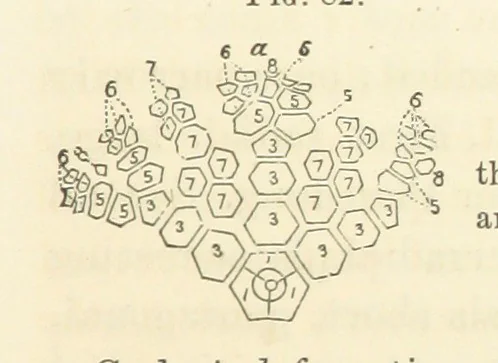 An illustration from Report on the Geological Survey of Iowa. By J. Hall, J. D. Whitney. [With maps.] vol. 1, 1858, leaf 113