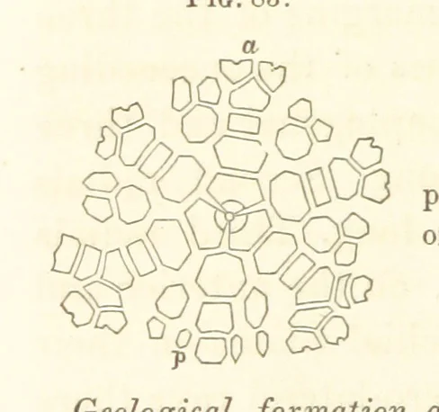 An illustration from Report on the Geological Survey of Iowa. By J. Hall, J. D. Whitney. [With maps.] vol. 1, 1858, leaf 116