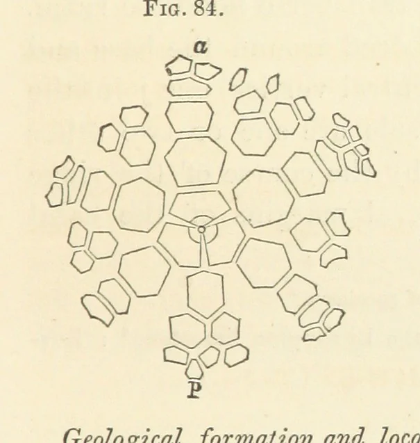 An illustration from Report on the Geological Survey of Iowa. By J. Hall, J. D. Whitney. [With maps.] vol. 1, 1858, leaf 119