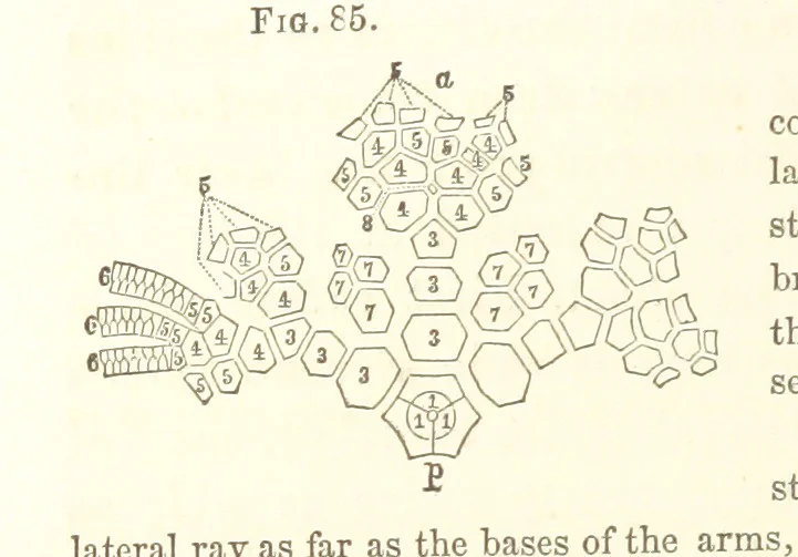 An illustration from Report on the Geological Survey of Iowa. By J. Hall, J. D. Whitney. [With maps.] vol. 1, 1858, leaf 122