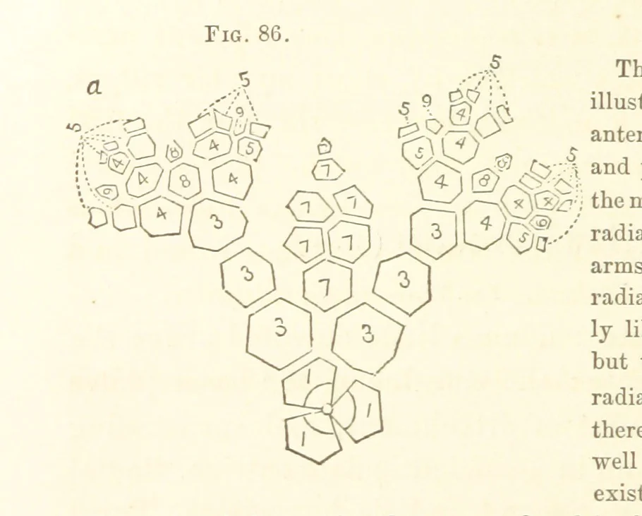 An illustration from Report on the Geological Survey of Iowa. By J. Hall, J. D. Whitney. [With maps.] vol. 1, 1858, leaf 124